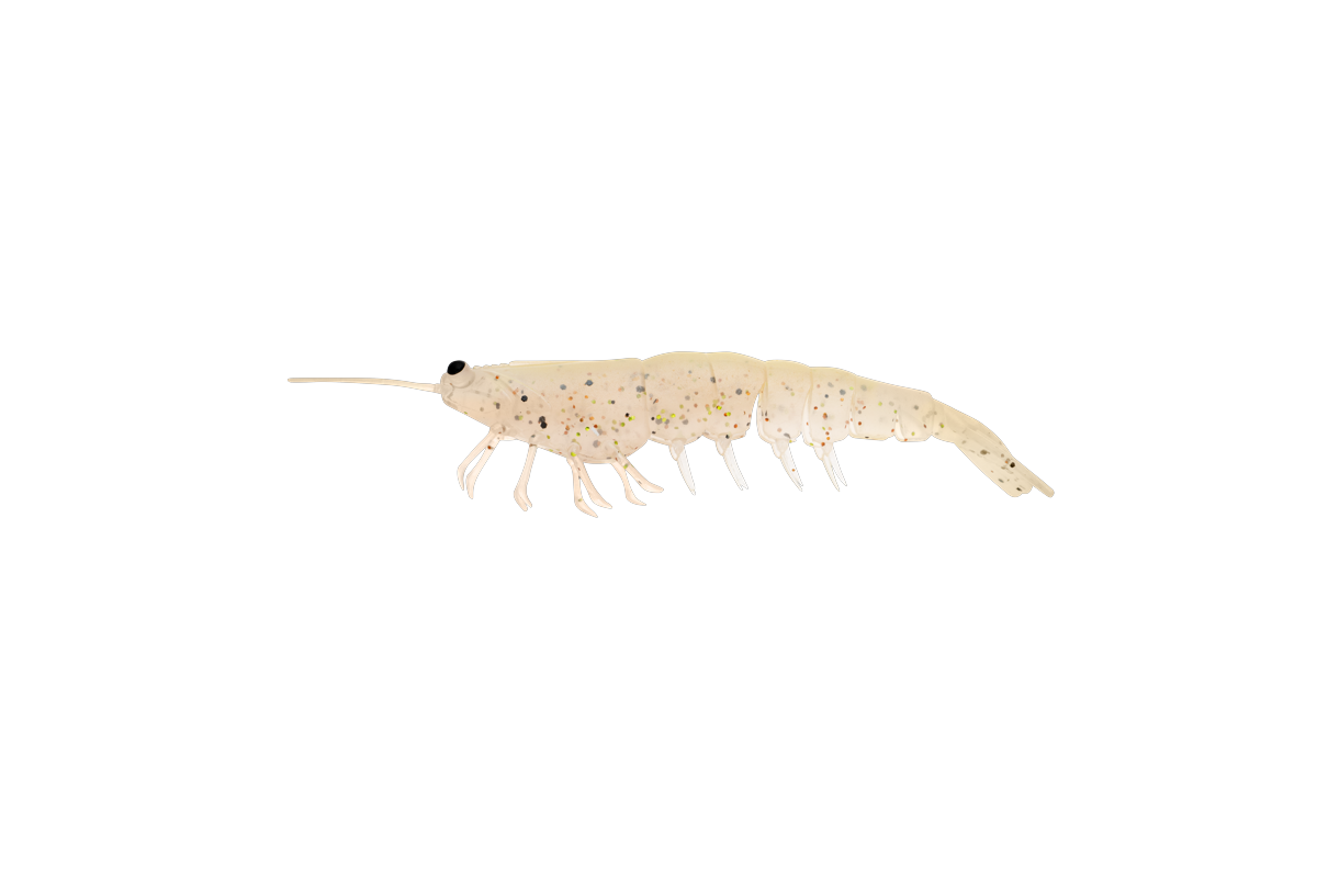 MEGAPRAWN 100mm / 4"