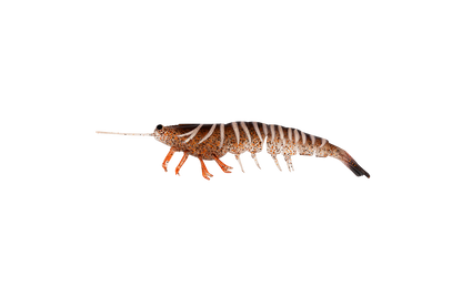 MEGAPRAWN 100mm / 4"