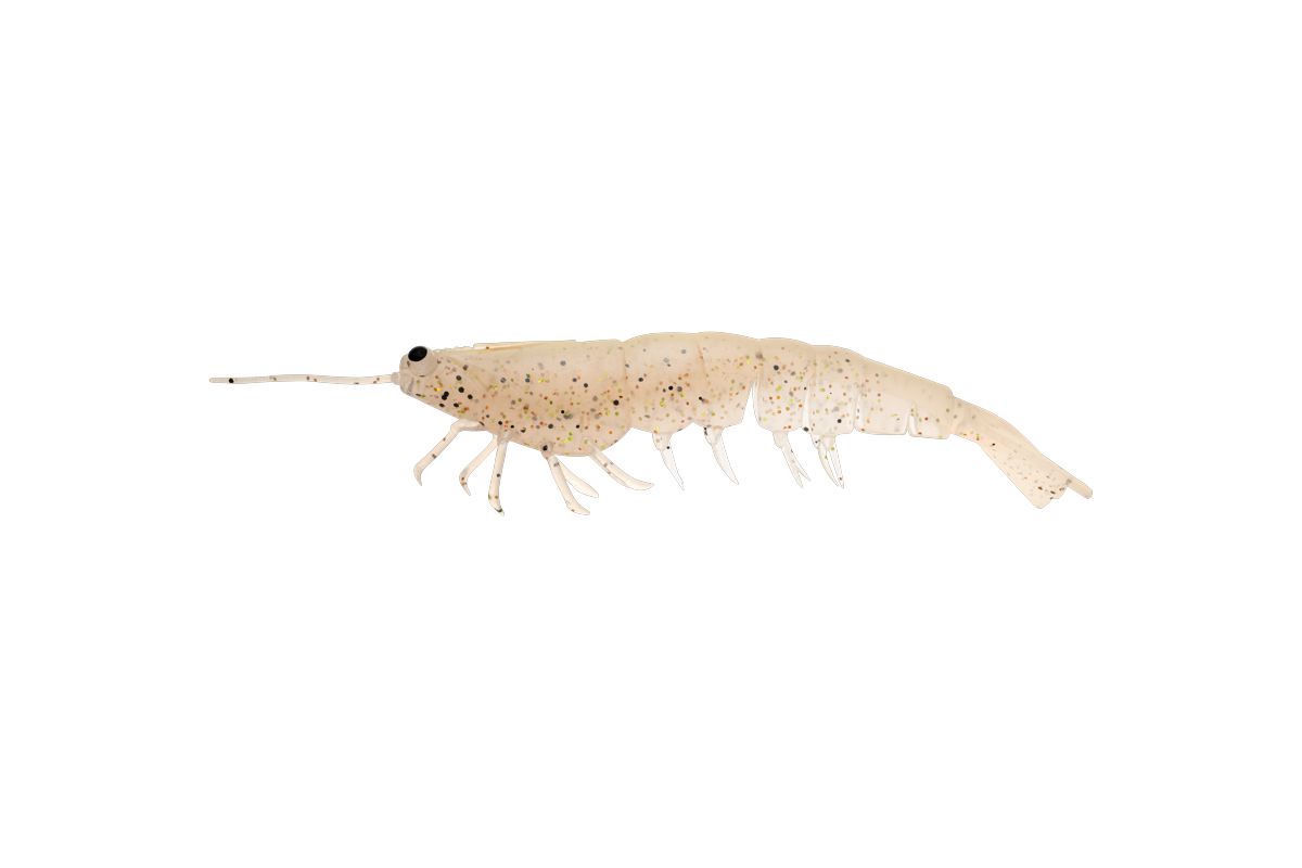 MEGAPRAWN 125mm / 5"
