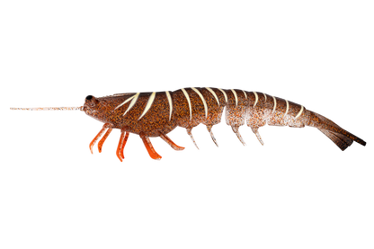 MEGAPRAWN 210mm / 8"