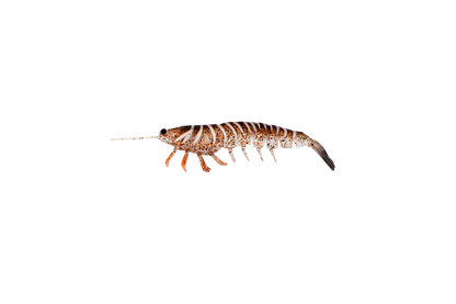 MEGAPRAWN 80mm / 3"